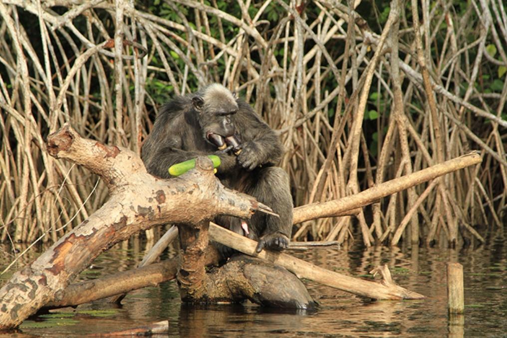 AKWABA TOURS AND TRAVEL Conkouati tour 